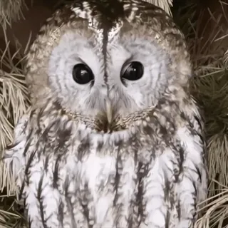 🦉 808a927a Eule, Vogel, Wildtier, Tier, Natur, Fauna whatsapp sticker