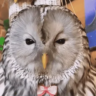 🦉 99b1e865 Eule, Vogel, süß, Tier, Schleife whatsapp sticker