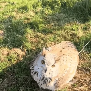 🦉 aa058a07 Eule, Vogel, Natur, Wildtiere, Tier whatsapp sticker