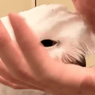 🦉 cbcc21a4 Hund, Tier, Haustier, süß, weiß, Welpe whatsapp sticker