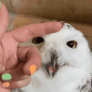 🦉 f08ec4e5 Eule, Tier, Vogel, Schneeeule, Haustier, süß, Hand whatsapp sticker