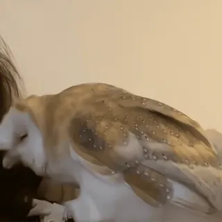 🦉 f43c4ff4 Eule, Schleiereule, Vogel, Tier, Wildtier whatsapp sticker