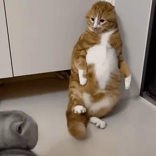 😨 05b41665 Katze, stehende Katze, lustige Katze, rote Katze, Tier, Haustier, Hauskatze whatsapp sticker