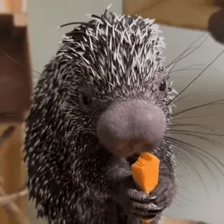 Больше стиков тут: @stikery4 whatsapp stickers