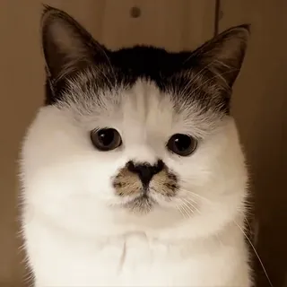 😐 187372c8 Katze, Kätzchen, Haustier, Tier, süß, Hauskatze, Katzenartig whatsapp sticker