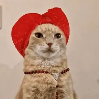 👑 269d19bf Katze, Tier, Haustier, Hut, Rot, Herz, Süß, Hauskatze whatsapp sticker