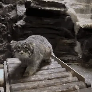 👀 2e598279 Manul, Pallaskatze, Katze, Wildtier, Tier, Zoo, Natur whatsapp sticker