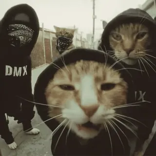 Больше стиков тут: @stikery4 telegram stickers