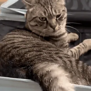 🤪 375a9a2a Katze, Tier, Haustier, Katzenartig, Lustig, Süß whatsapp sticker