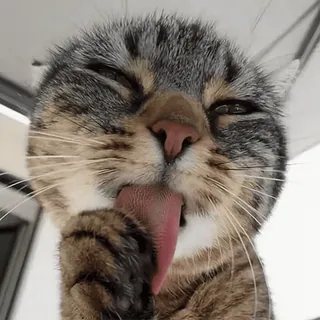 😉 3ffbbcd2 Katze, lecken, Zunge, Haustier, Tier, Pflege whatsapp sticker