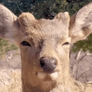 🤨 4ad2b267 hirsch, tier, wildtier, natur, säugetier, porträt whatsapp sticker