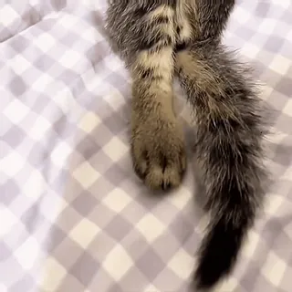 🏖️ 65a08d67 Katze, Tier, Haustier, Schwanz, Pfote whatsapp sticker