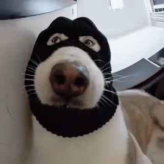 👀 6f37c207 Hund, Skimaske, Einbrecher, lustig, Haustier, Tier, süß whatsapp sticker