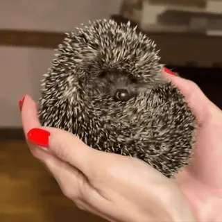 👋 75c4c176 Igel, Tier, süß, Haustier, Hände, klein whatsapp sticker