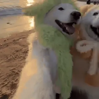 🤳 7f116d31 Hund, Samojede, Haustier, Tier, süß, Strand whatsapp sticker