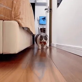 🕺 81330828 Katze, Haustier, Tier, Haustier, süß, Schleife whatsapp sticker