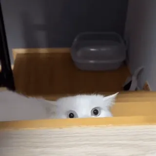 🙀 8ca62bbb Katze, weiße Katze, gucken, Tier, Haustier whatsapp sticker