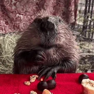 😋 995f0b32 Biber, Tier, Nagetier, süß, Wildtier, Natur whatsapp sticker