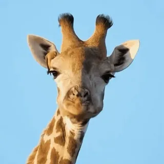 🤷‍♂️ d26ee23d Giraffe, Tier, Wildtier, Safari, Natur, Zoo, Afrika whatsapp sticker