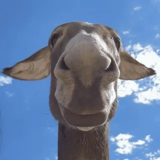 Больше стиков тут: @stikery4 telegram stickers