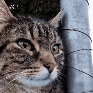 Больше стиков тут: @stikery4 telegram stickers