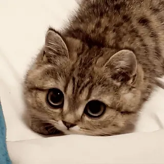 🥹 f771a2ca Katze, Kätzchen, süß, Tier, Haustier, häuslich, Katzenartig, Augen whatsapp sticker