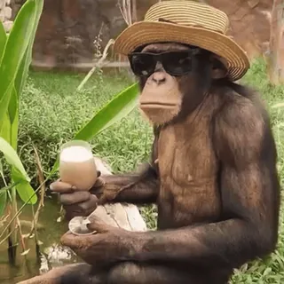 🍹 fdc1d217 Affe, Tier, Sonnenbrille, Strohhut, Getränk, Tropisch whatsapp sticker