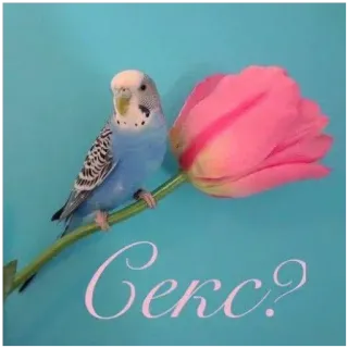 🍔 878d7bbd Секс? pájaro, periquito, periquito, flor, tulipán, ruso, texto telegram sticker