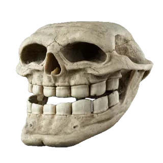 😛 6924b4c1 tengkorak, anatomi, tulang, kematian, kerangka telegram sticker