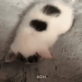👀 0e615b77 AGM хомяк, животное, питомец, милый telegram sticker