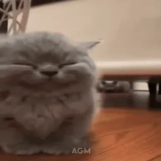 ☺️ 589f197c AGM кот, котенок, милый, животное, питомец, улыбающийся telegram sticker