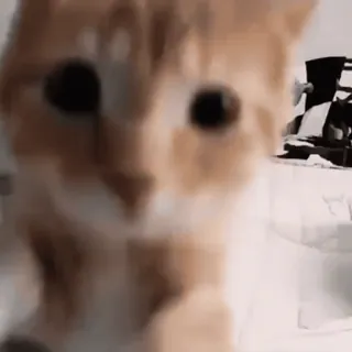 🐈‍⬛ 612475a4 кошка, животное, домашнее животное, домашнее животное, млекопитающее telegram sticker