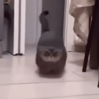 🪖 7f77d670 кот, идущий, животное, домашний, питомец, милый telegram sticker