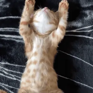 😴 7fb65ccd кот, котенок, спящий, животное, милый, питомец telegram sticker