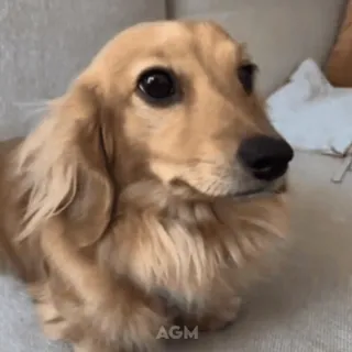 🐶 839f7d58 собака, щенок, такса, животное, милый, питомец telegram sticker