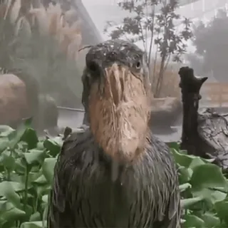 🫥 962f6dc6 Кистеклюв, Птица, Животное, Природа, Дикая природа telegram sticker