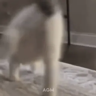 🐈 a4b9535e кошка, идущий, животное, питомец, в помещении, размытый telegram sticker