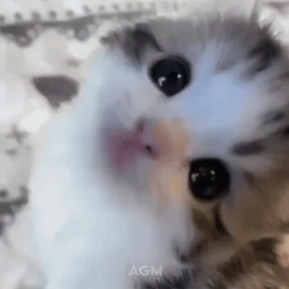 😺 b26e76b8 AGM кот, котёнок, милый, домашнее животное, животное, очаровательный telegram sticker