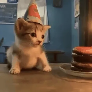 🥳 bf91ef8a котёнок, кошка, праздничный колпак, день рождения, праздник, милый, животное, питомец telegram sticker