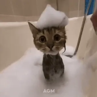 🫧 c85b541b кот, котёнок, ванна, пузыри, милый, животное, питомец telegram sticker