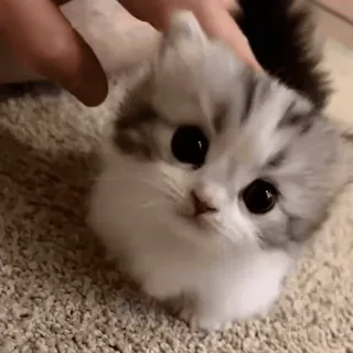 🐱 d1721571 котёнок, кошка, милый, животное, питомец, кошачий, домашняя кошка telegram sticker