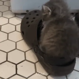 👟 d37ab9da котёнок, кот, питомец, животное, милый, крок, обувь telegram sticker