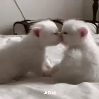 🤍 d43e02b9 AGM котята, кошки, домашние животные, животные, целующиеся telegram sticker