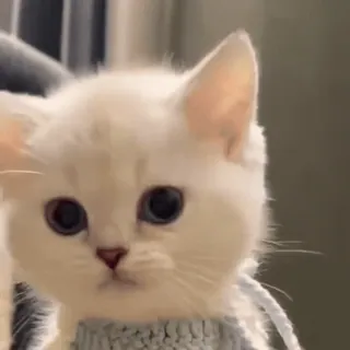 😤 f0109589 котёнок, кошка, белая кошка, животное, милый, питомец telegram sticker