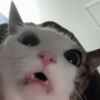 😟 f2271108 кот, смешной, животное, мем, милый telegram sticker