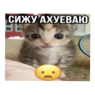 🐱 6e18e6ae СИЖУ АХУЕВАЮ kucing, anak kucing, emoji, rusia, meme, terkejut, heran telegram sticker