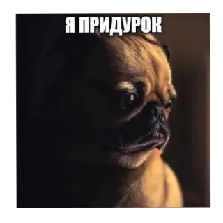 🐶 aafa43ff Я ПРИДУРОК pug, anjing, meme, lucu, hewan, rusia, bodoh telegram sticker