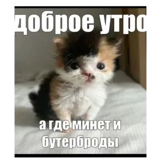 🐱 bb18b52f доброе утро
а где минет и бутерброды kucing, anak kucing, meme, rusia, menyinggung telegram sticker