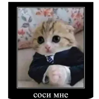 🐱 df55f8dc соси мне kucing, setelan, dasi, binatang, menyinggung telegram sticker