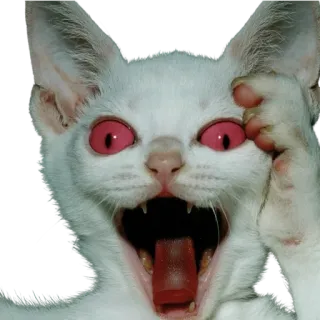 🐱 1e9f9a34 cat, shock, scared, animal, meme, frightened, reaction telegram sticker